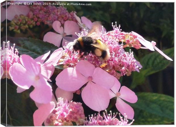 Bumble Bee on flower Canvas Print by Lee Sulsh