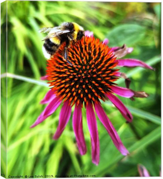 Busy Bee Canvas Print by Lee Sulsh