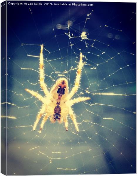 Common spider Canvas Print by Lee Sulsh