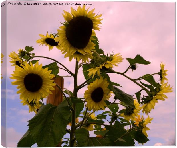 Sunflowers - Not suitable for canvas wrap Canvas Print by Lee Sulsh