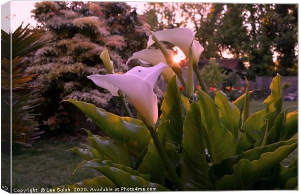 Calla lily at sunset                 Canvas Print by Lee Sulsh