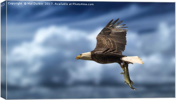 Bald Eagle with a Fish Canvas Print by Mal Durbin