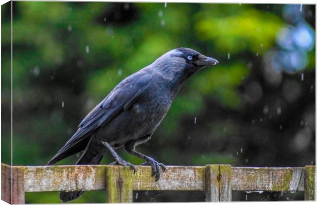 A Jackdaw on a rainy day Canvas Print by Ieuan Evans