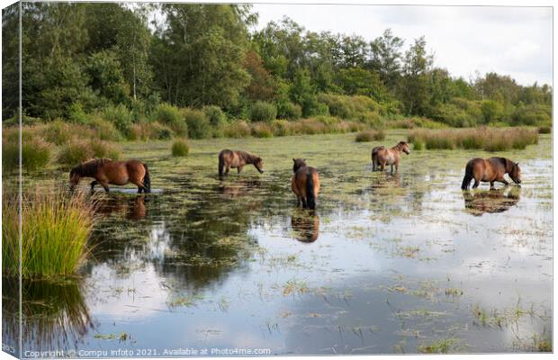 a group of horses in the water in holland Canvas Print by Chris Willemsen