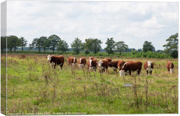 A groiup of blaarkop cows in dutch nature Canvas Print by Chris Willemsen