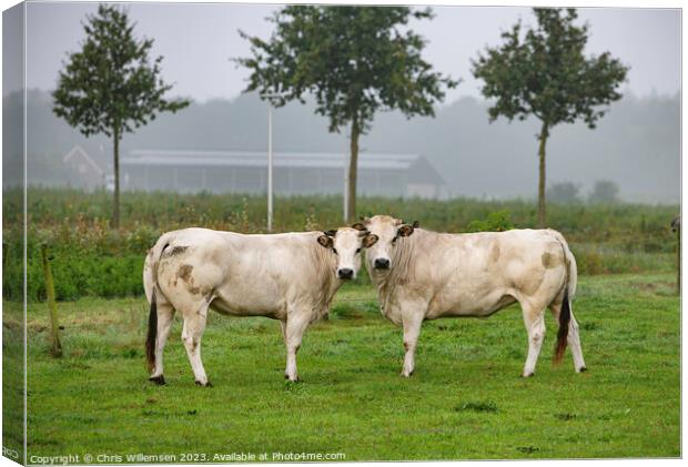 two white cows in a field from the breed pimont Canvas Print by Chris Willemsen