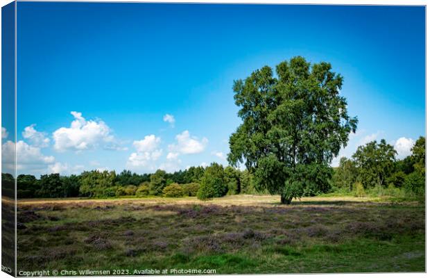 green single tree on the heather fields in graderen Holland Canvas Print by Chris Willemsen