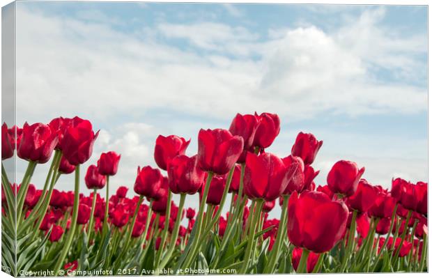 red tulips and blue sky   Canvas Print by Chris Willemsen