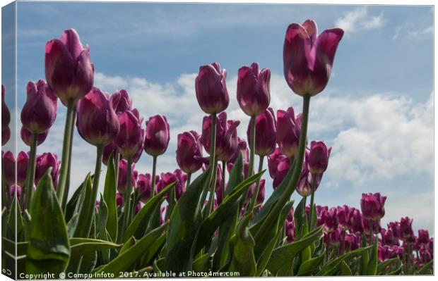 pink tulips Canvas Print by Chris Willemsen