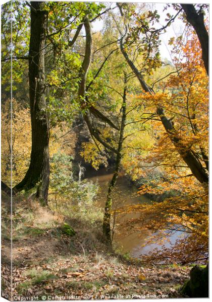 autumn forest in holland   Canvas Print by Chris Willemsen