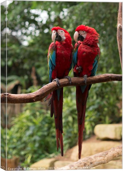 couple of red parrots in love Canvas Print by Chris Willemsen