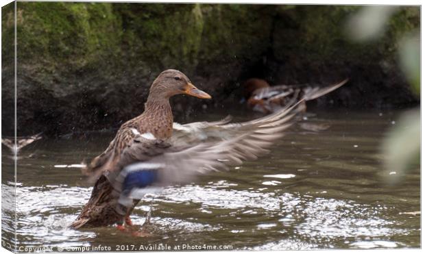 duck with splashes water Canvas Print by Chris Willemsen