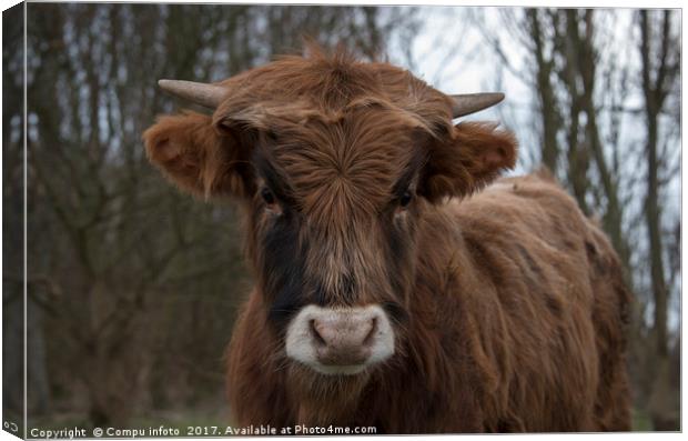 young galloway cow Canvas Print by Chris Willemsen