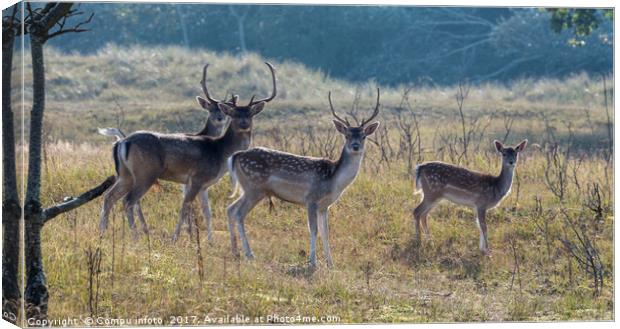 group of fallow deer  Canvas Print by Chris Willemsen