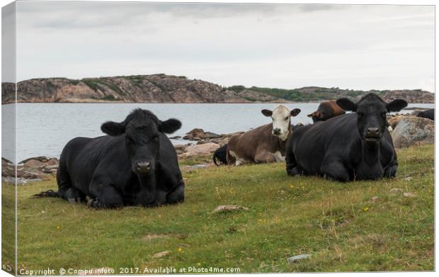 group of cows on the beach Canvas Print by Chris Willemsen