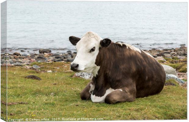 one cow brown and white at the beach Canvas Print by Chris Willemsen