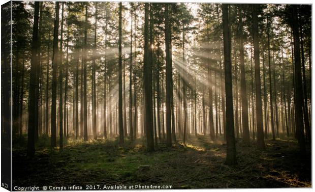 sunbeam in forest in holland Canvas Print by Chris Willemsen