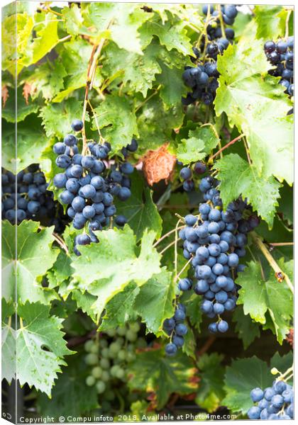 large bunches of blue grapes hangin in the garden Canvas Print by Chris Willemsen