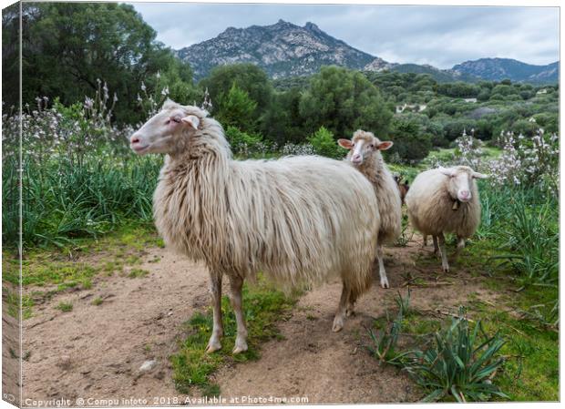 three sardinia sheep with mountians and beautifull Canvas Print by Chris Willemsen