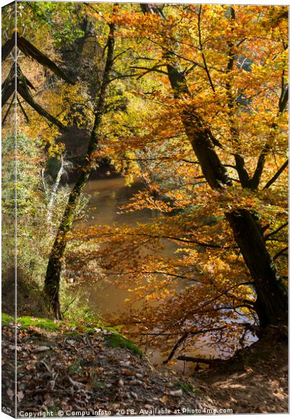 autumn forest Canvas Print by Chris Willemsen