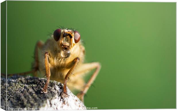 macro from insect with bubble Canvas Print by Chris Willemsen