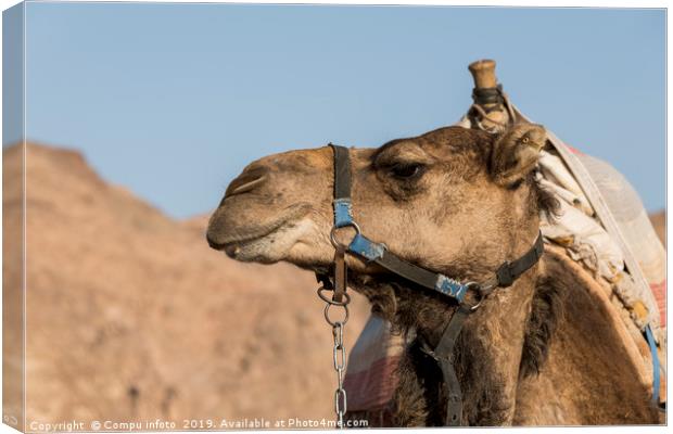 a camel in the desert of israel on the border of e Canvas Print by Chris Willemsen