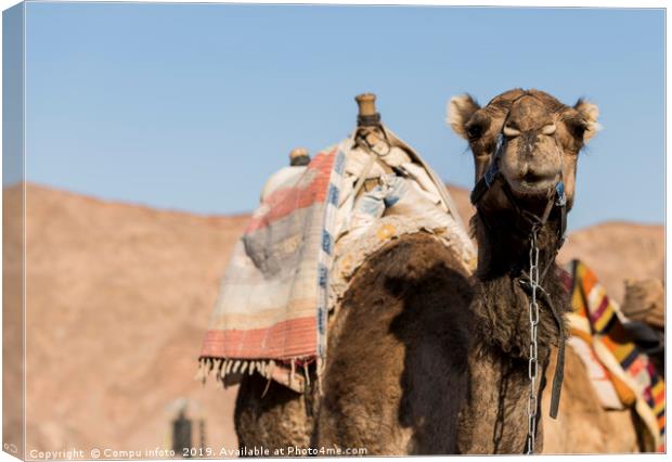 camel in the desert of israel Canvas Print by Chris Willemsen