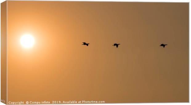 three cormorantbirds fly during sunset Canvas Print by Chris Willemsen