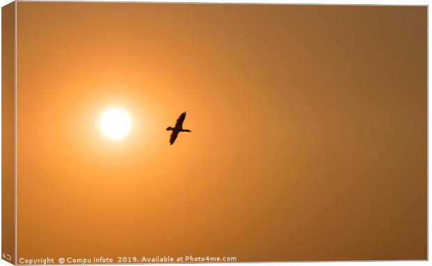 one cormorant bird fly during sunset Canvas Print by Chris Willemsen