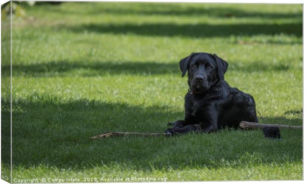 four month old labrador pup laying in the garden o Canvas Print by Chris Willemsen