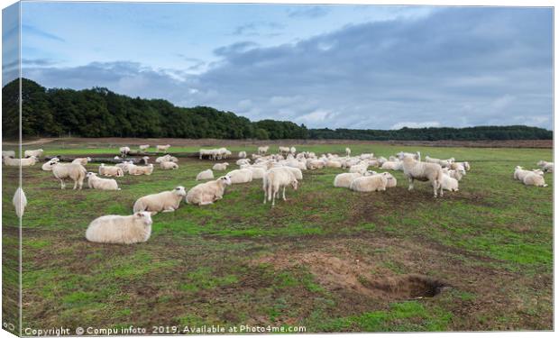Sheep herd on heather land in Ede Holland Canvas Print by Chris Willemsen