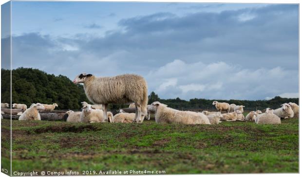 Sheep herd on heather land in Ede Holland Canvas Print by Chris Willemsen