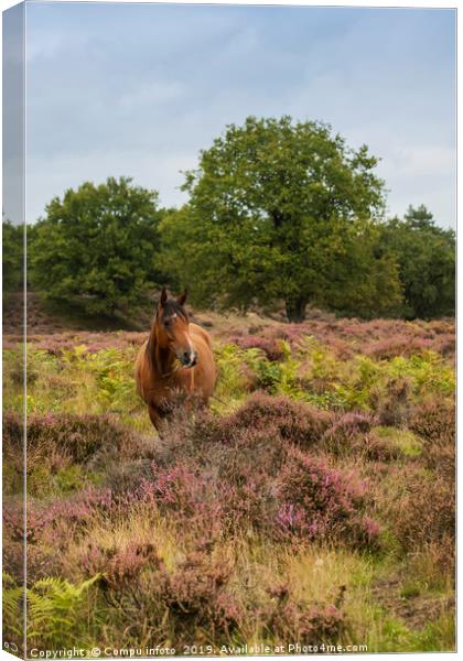 wild horse in nature in holland Canvas Print by Chris Willemsen