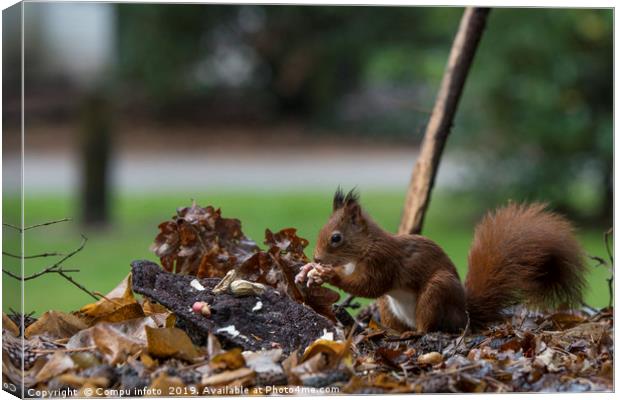 red squirrel looking for seeds and other foods and Canvas Print by Chris Willemsen