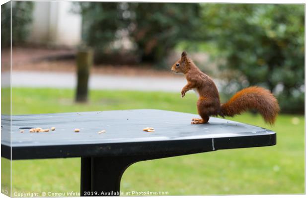 red squirrel in the garden Canvas Print by Chris Willemsen