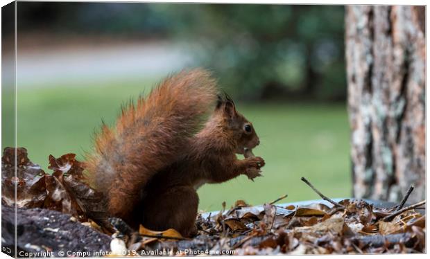 red squirrel in the garden Canvas Print by Chris Willemsen