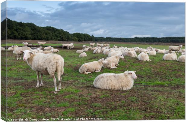 herd of sheep in holland Canvas Print by Chris Willemsen