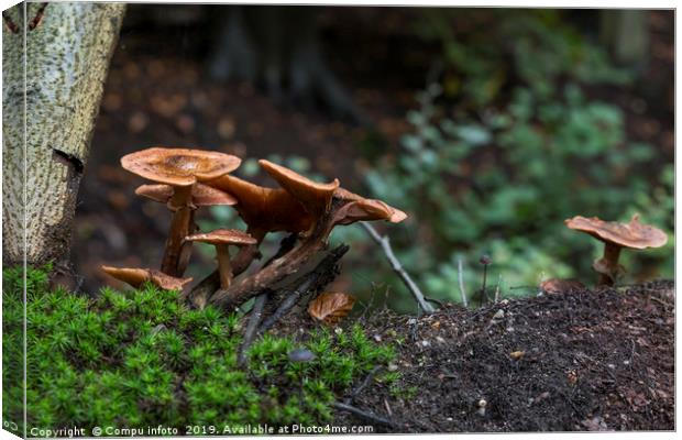 group fungus on green moss in the forest Canvas Print by Chris Willemsen