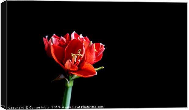 one single red amaryllis Canvas Print by Chris Willemsen
