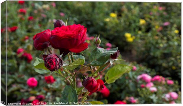 field with old type of red roses Canvas Print by Chris Willemsen