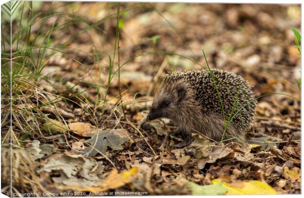young hedgehog in the wild, Canvas Print by Chris Willemsen