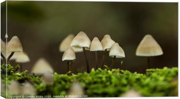 mycena arcangeliana in the forest in holland Canvas Print by Chris Willemsen