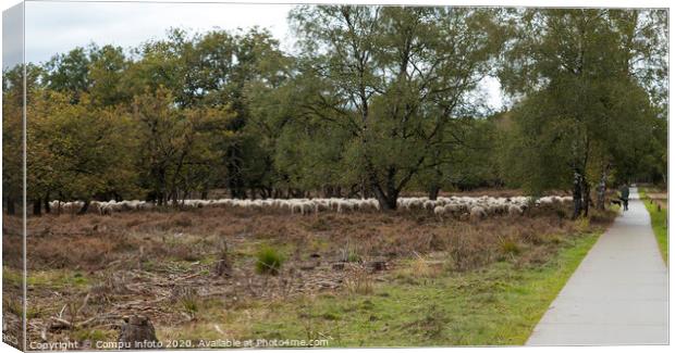 Shepard with flock of sheep grazing Canvas Print by Chris Willemsen