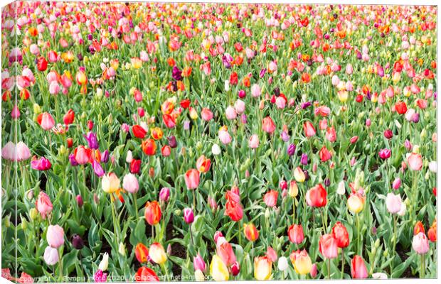 the keukenhof in Lisse Canvas Print by Chris Willemsen