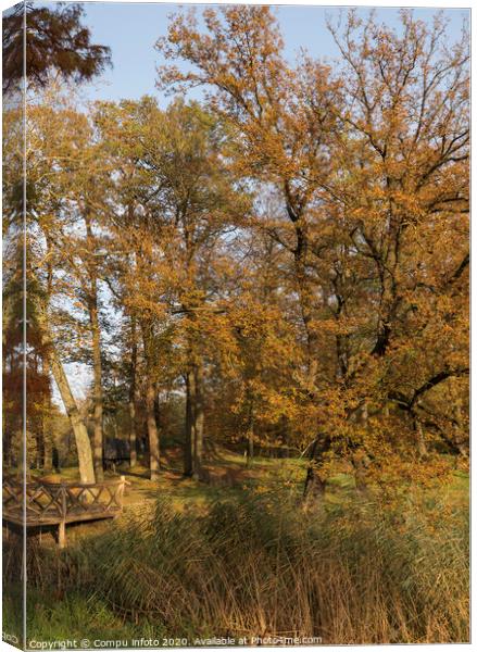 autum forest with red brown and golden colors Canvas Print by Chris Willemsen