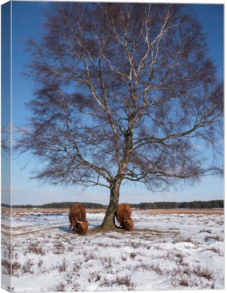 big mammals galloways walking facing the camera Canvas Print by Chris Willemsen