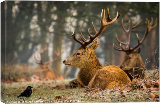 The Stag and the Jackdaw Canvas Print by Martin Griffett