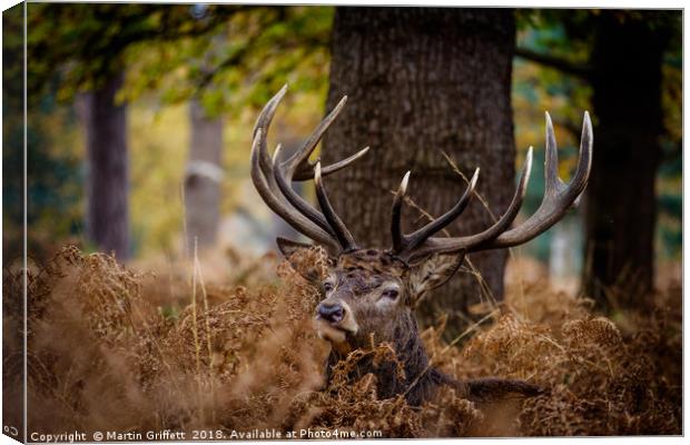 Autumn Stag Canvas Print by Martin Griffett