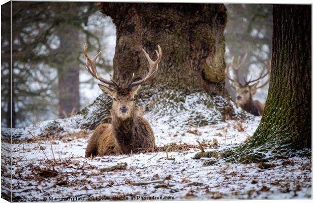 Red Deer Stag in Snow Canvas Print by Martin Griffett
