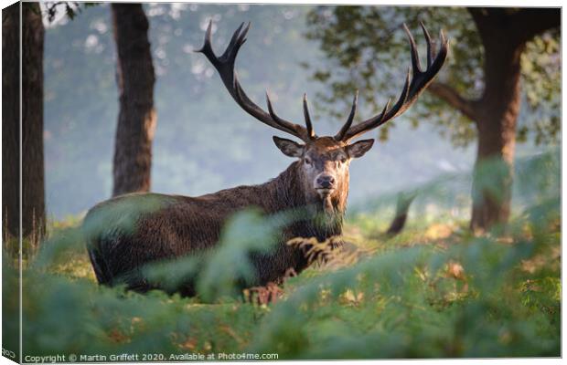 Red Deer Stag in Richmond Park Canvas Print by Martin Griffett